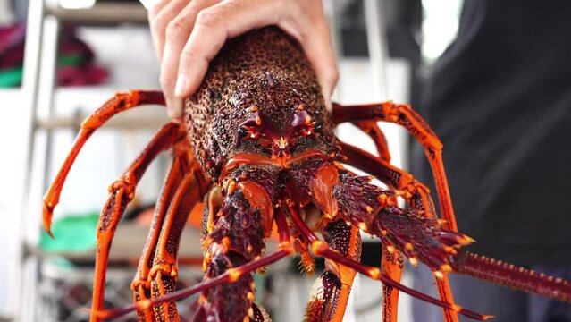 Unloading seafood off a fishing boat in Tasmania Australia. Fresh Australian crayfish rock lobster in a market in China asia.
