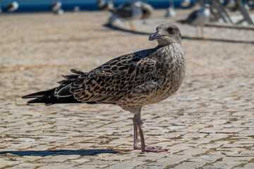 juvenile seagull near the docks