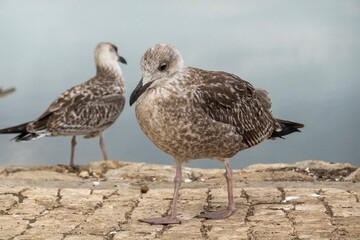 juvenile seagull near the docks