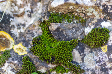 Green moss and yellow lichen on stone wall