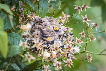 Bird nest, European goldfinch nest with chicks in UK garden