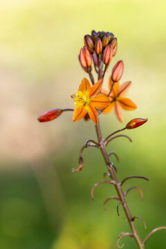 beautiful Bulbine frutescens