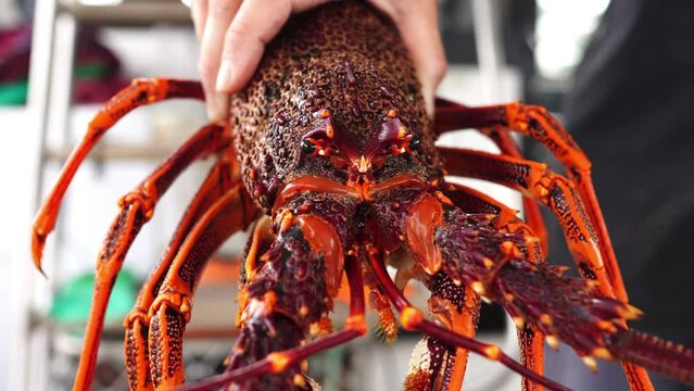chinese new year australian crayfish. catching red lobster on a fishing boat