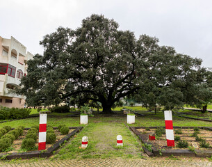 Large monumental preserved holm oak tree