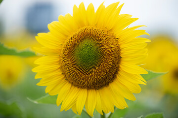 Fototapeta premium Sunflower in the foreground