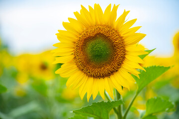 Fototapeta premium Sunflower in the foreground