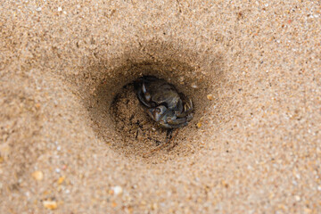 Horned Ghost Crab (Ocypode ceratophthalmus) in a hole on a beach in Ko Lanta, Thailand.