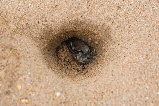 Horned Ghost Crab (Ocypode ceratophthalmus) in a hole on a beach in Ko Lanta, Thailand.