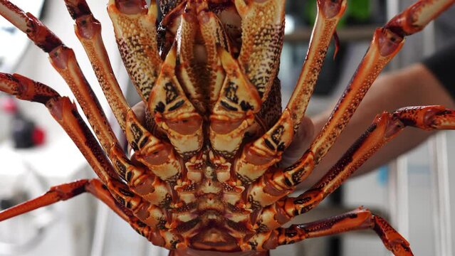 Fisherman holding and tagging live crayfish. Catching live Lobster in America. Fishing crayfish in Tasmania Australia. ready for chinese new year close up