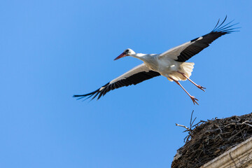 Fototapeta premium Typical white stork stork on top of buildings