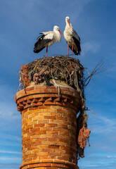 Typical white stork storks on top of chimney