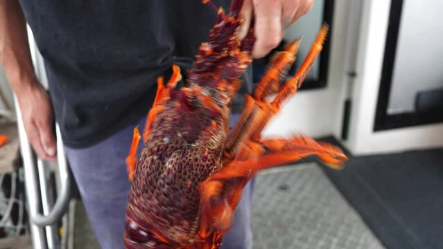 Fisherman holding and tagging live crayfish. Catching live Lobster in America. Fishing crayfish in Tasmania Australia. ready for chinese new year close up
