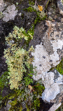 View of Flavoparmelia caperata lichen