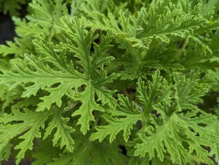 Close up of mosquito plant (Pelargonium citrosum)
