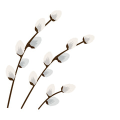 pussy willow branches on a white background. Vector illustration © SaturnO_27