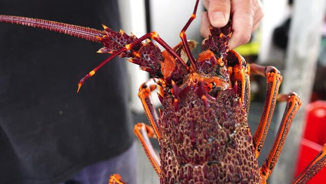 Fisherman holding and tagging live crayfish. Catching live Lobster in America. Fishing crayfish in Tasmania Australia. ready for chinese new year close up