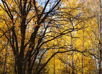 Branched large leafless tree in the shade in the autumn forest