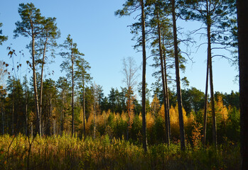 Forest landscape with young and mature pines and larches in the light of the evening sun