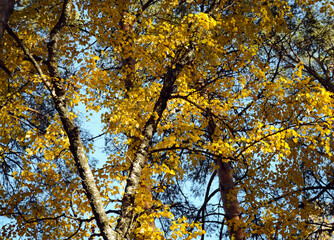 The top of a birch trunk and yellow autumn leaves on it