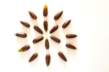 A group of acorns forming a circle against a light background.
