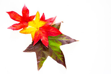 some maple leaves isolated on white background, autumn promotion. Autumnal motif