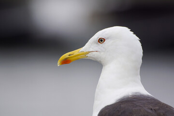 close up of a seagull