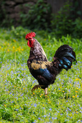 Domestic rooster grazes on the lawn, summer time