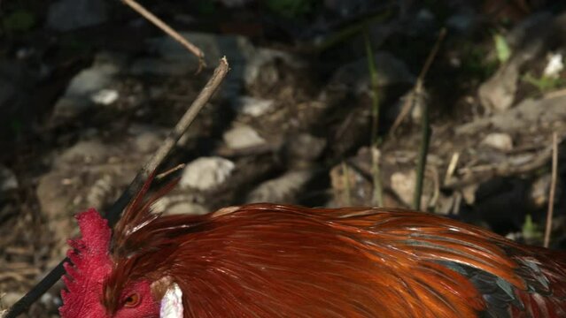 Altsteirer or Styrian Hen is an Autochthonous Autonomous Breed of Domestic Chicken Originating in Slovenia and Austrian state Styria