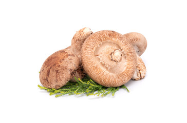 Fresh shiitake mushroom isolated on white background. close up. japanese food