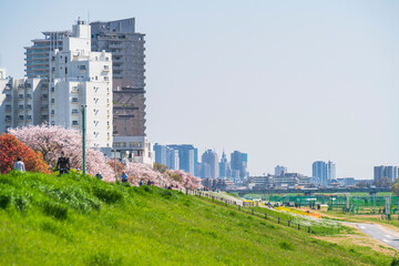 春の多摩川河川敷の風景【東京都・大田区－神奈川県・川崎市】