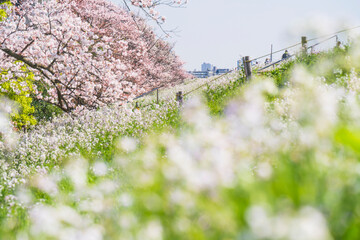 春の多摩川河川敷　満開の桜とハマダイコンの花【東京都・大田区－神奈川県・川崎市】　
Tama River in spring - Tokyo, Kanagawa, Japan