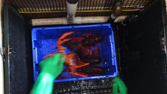 chinese new year australian crayfish. catching red lobster on a fishing boat