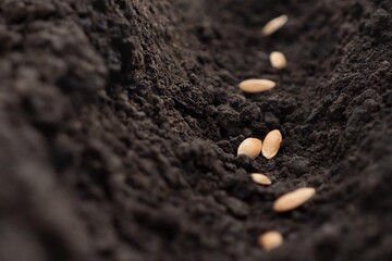 Farming seeds soil ground. Row seed sowing. Seeding plant soil furrows garden soil earth garden...