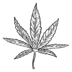 Narcotic cannabis leaf engraving PNG illustration with transparent background