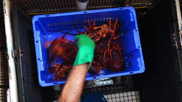 Fisherman holding and tagging live crayfish. Catching live Lobster in America. Fishing crayfish in Tasmania Australia. ready for chinese new year close up