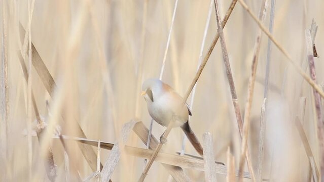 beautiful bird with a black mustache sits on a reed