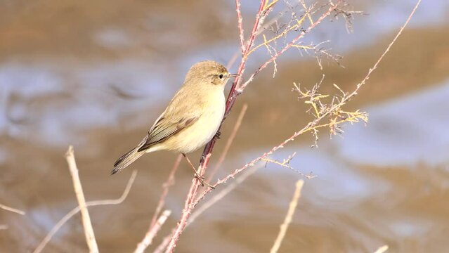 Common chiffchaff (Phylloscopus collybita) perched in a branch in Nature Reserve Marismas del Odiel, Huelva