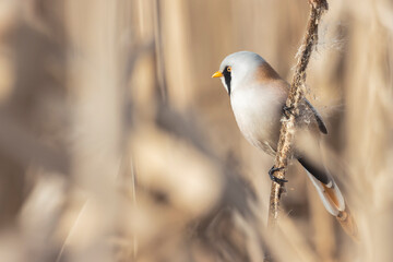 bird with a black mustache sits on a reed in spring