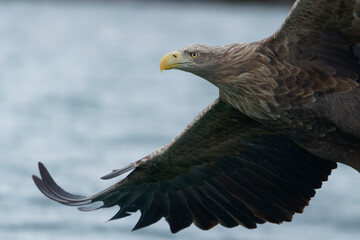 White-tailed eagle (haliaeetus albicilla)