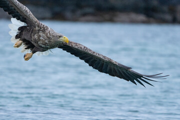 White-tailed eagle (haliaeetus albicilla)