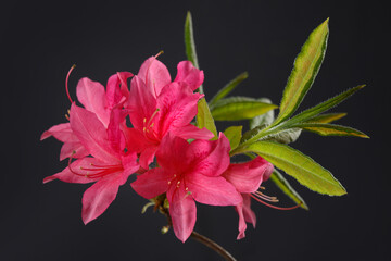 Pink rhododendron flower isolated on black background.