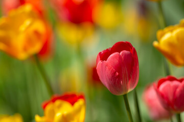 Colorful tulips growing and blooming in the garden