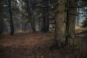 tree in the forest, fog, morning, moss on a tree, mountain forest