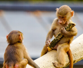 Monkeys playing.