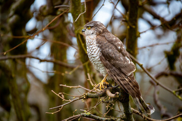 Fototapeta premium Eurasian sparrowhawk (Accipiter nisus)