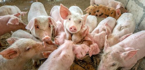 Many little piglets are fighting for food on a rural pig farm. top view