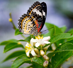 butterfly on a flower