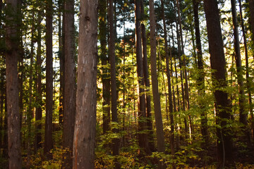 The beautiful forest walks along with the old pine trees in Sapporo Japan