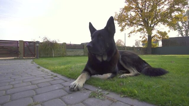 big black dog lying on a green lawn.