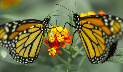 monarch butterfly on a flower